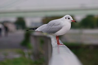 Close-up of seagull perching outdoors
