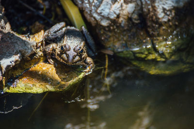 Portrait of frog on rocks by river