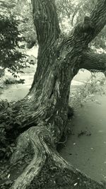 Close-up of tree trunk in forest