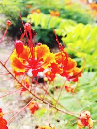 Close-up of orange flowers blooming outdoors