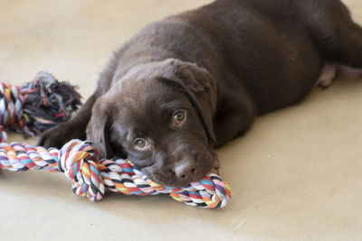 Close-up of puppy resting