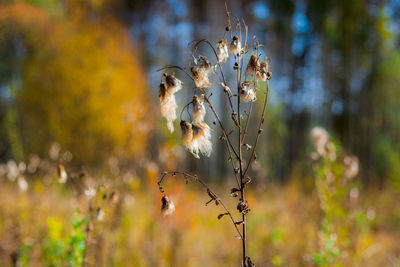 Close-up of wilted plant on field