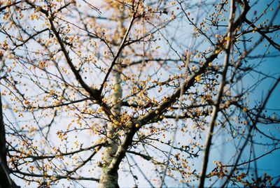 Low angle view of tree against sky