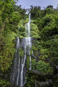 Scenic view of waterfall in forest