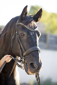 Close-up of horse