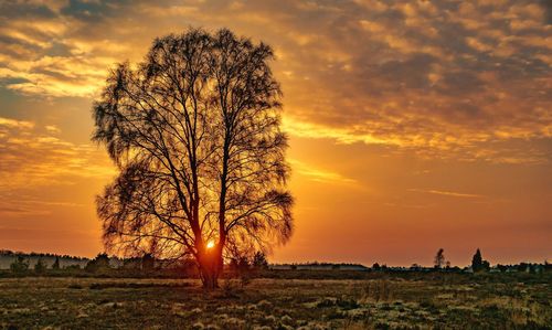 Silhouette tree on field against orange sky