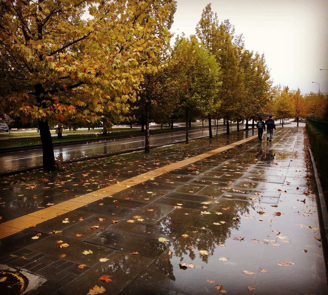 WET STREET AMIDST TREES DURING AUTUMN