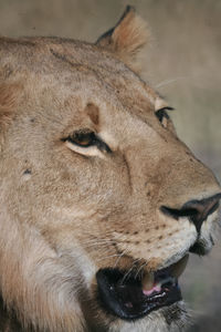 Close-up of cat looking away