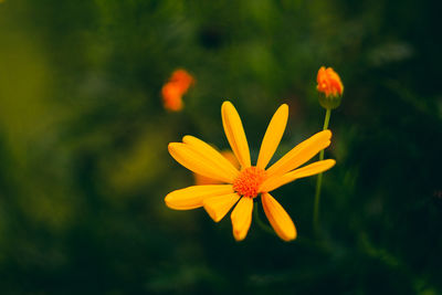 Close-up of yellow flower blooming outdoors