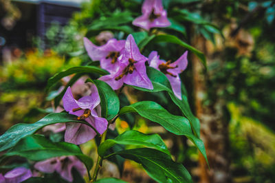 Close-up of purple flowering plant