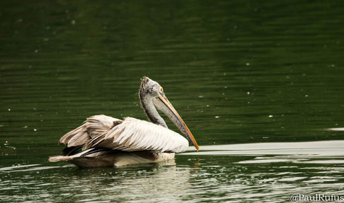 Pelican swimming in lake