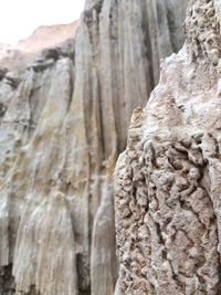 Close-up of tree trunk