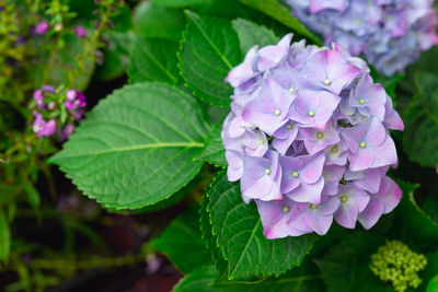 Close-up of purple flowering plant in park