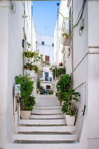 Potted plants against building