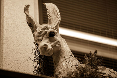 Close-up of a animal representation