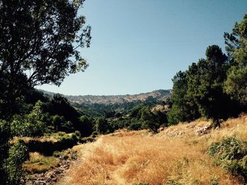 Scenic view of forest against clear sky