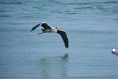 Seagull flying over sea