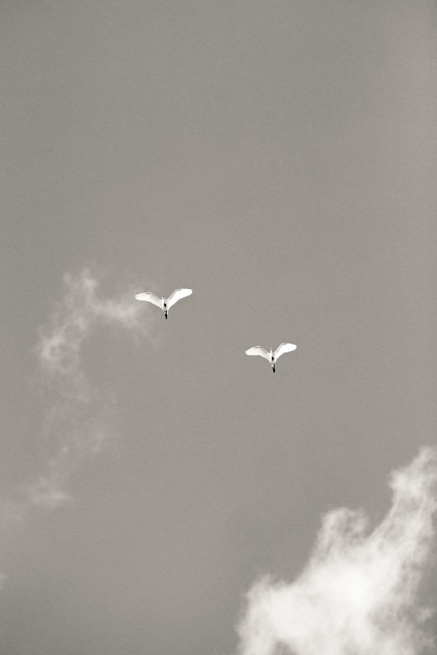 LOW ANGLE VIEW OF BIRDS FLYING AGAINST SKY