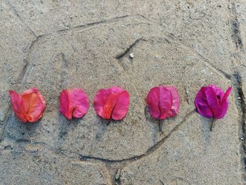 Close-up high angle view of pink flowers