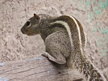Close-up of squirrel on wood