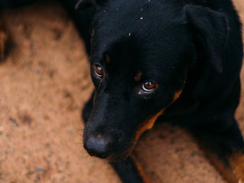 Close-up of black dog