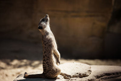 Close-up of meerkat sitting on rock