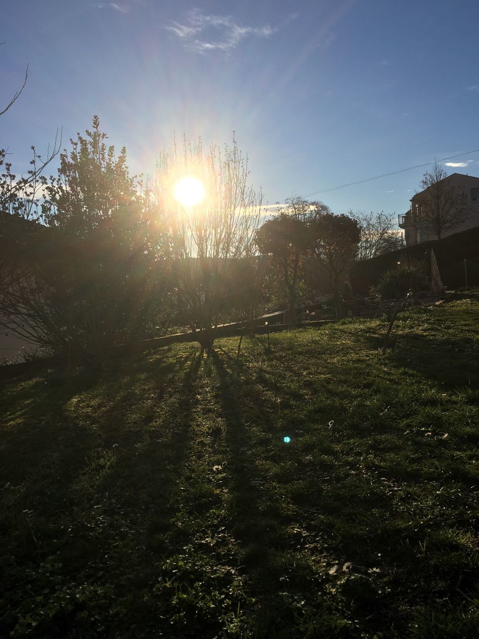 sun, sunlight, lens flare, sunbeam, tree, field, growth, sky, nature, grass, plant, tranquility, landscape, sunny, built structure, building exterior, outdoors, no people, beauty in nature, tranquil scene