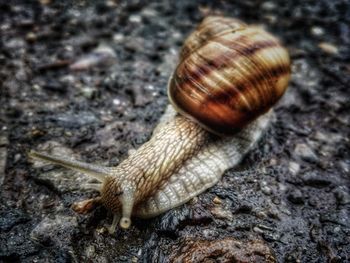 Close-up of snail on land