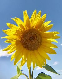 Close-up of yellow sunflower against sky