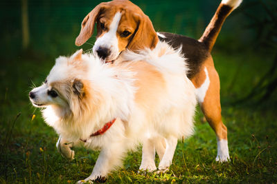 Close-up of a dog on field