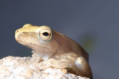 Close-up of frog