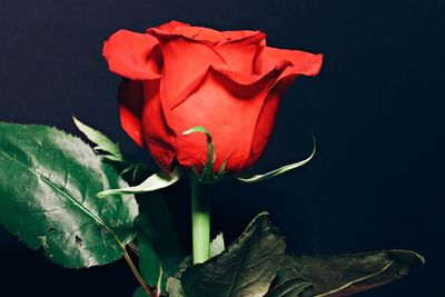 Close-up of red rose against black background