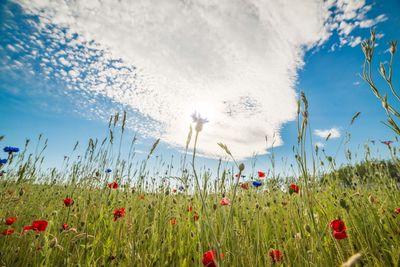 Plants growing on field