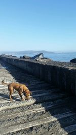 Dog by sea against clear sky