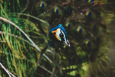 Close-up of peacock