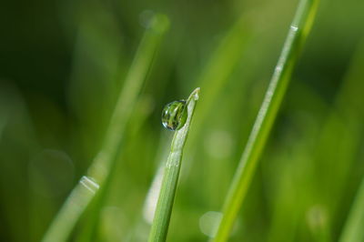 Close-up of insect on grass