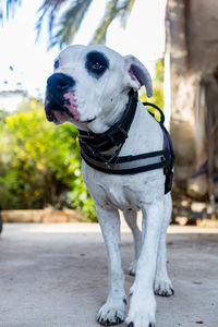 Close-up of dog