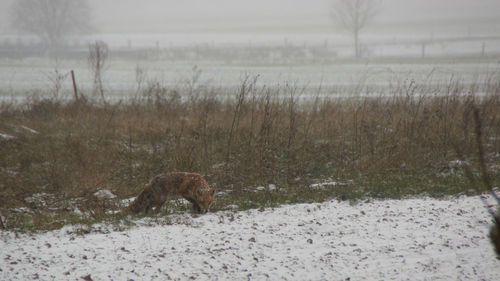 View of an animal on field during winter