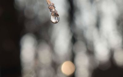 Close-up of spider web