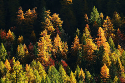 Scenic view of trees during autumn 