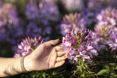 flower
