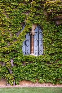 Ivy growing on tree