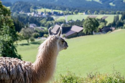 Lama in the austrian alps with beautiful scenic panorama mountain view