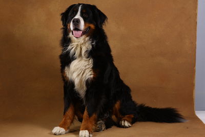 Portrait of dog sitting against wall