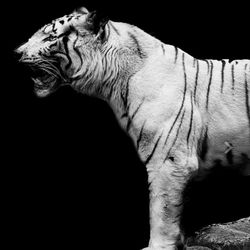 Close-up of cat against black background