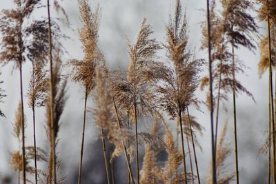 Low angle view of bamboo trees in forest during winter