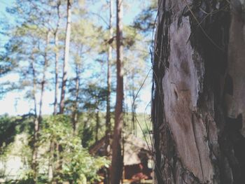 Close-up of trees in forest