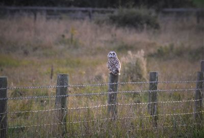 Bird on a fence