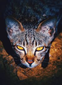 Close-up portrait of a cat