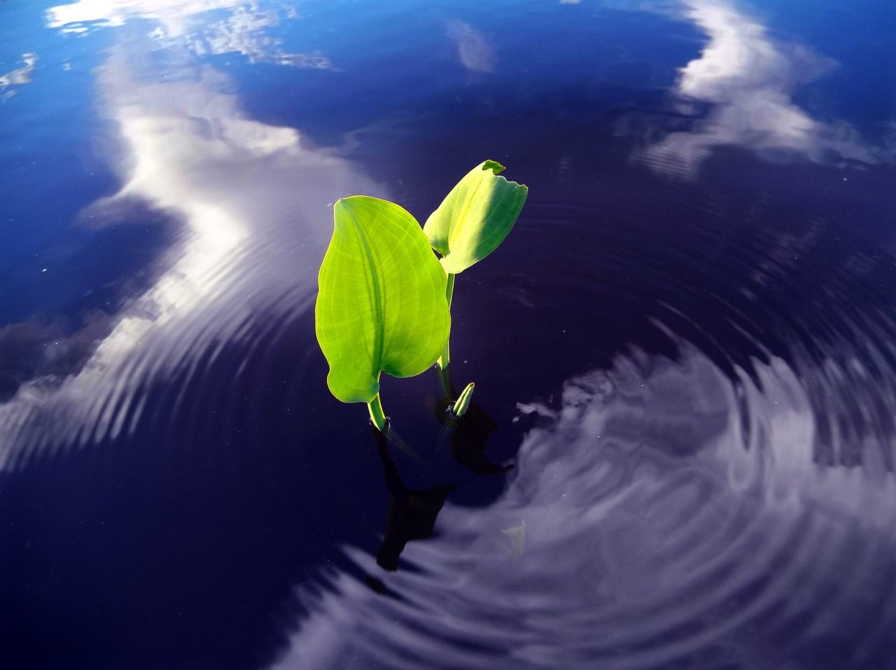 water, leaf, nature, beauty in nature, fragility, growth, floating on water, no people, green color, day, sunlight, plant, close-up, outdoors, underwater, flower, freshness, swimming, lily pad, sea, sea life, undersea, flower head, sky